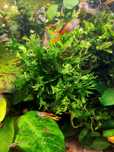 Microsorium windelov