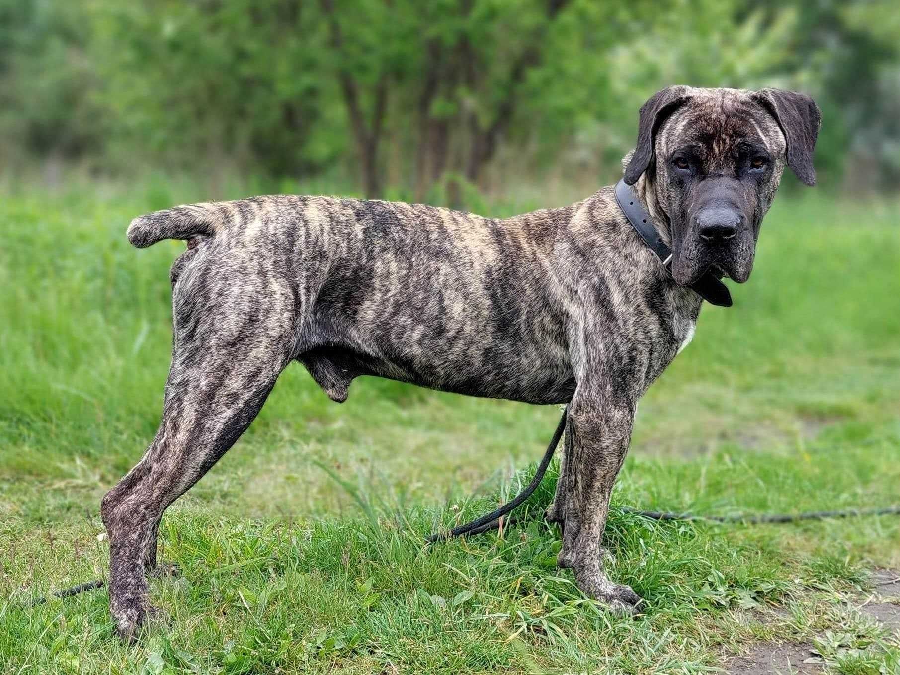 Dog kanaryjski - piękny filet poleca się do adopcji!