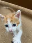 Doação de Gatinhos