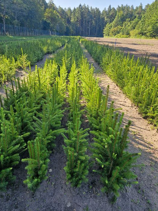 Świerk pospolity kopany z gruntu 20-40cm