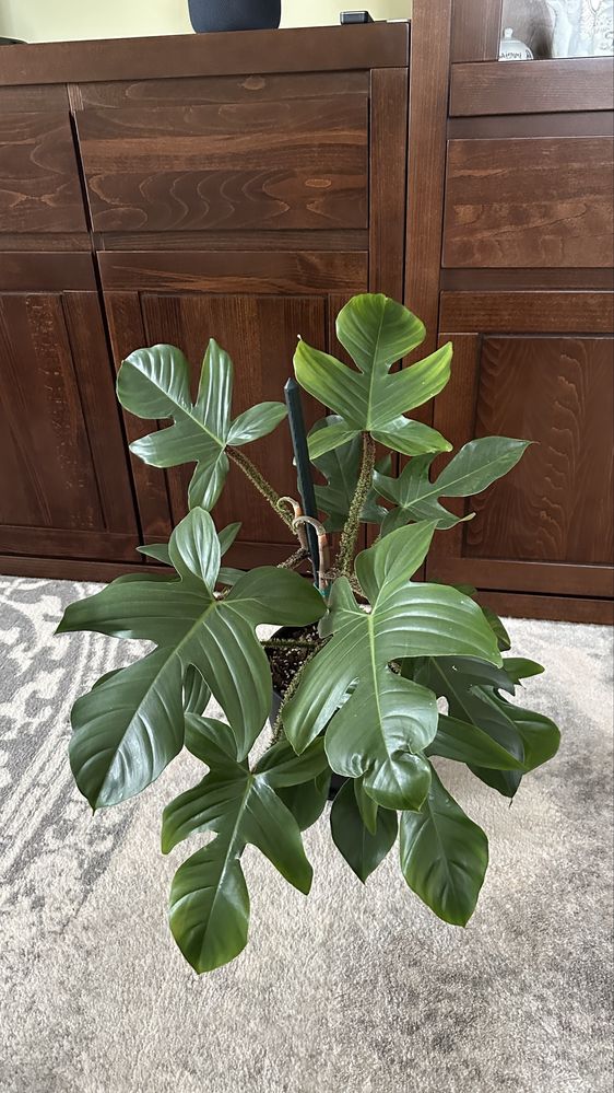 Filodendron Squamiferum