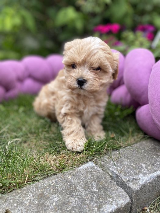 Мальтипу ф1