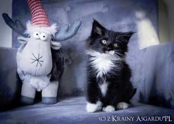 Yan z Krainy Asgardu*PL - biało czarny książę norweski leśny