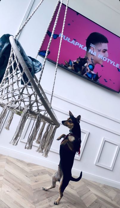 Fotel wiszący, krzesło brazylijskie, kosz, huśtawka, hamak | do 120 kg