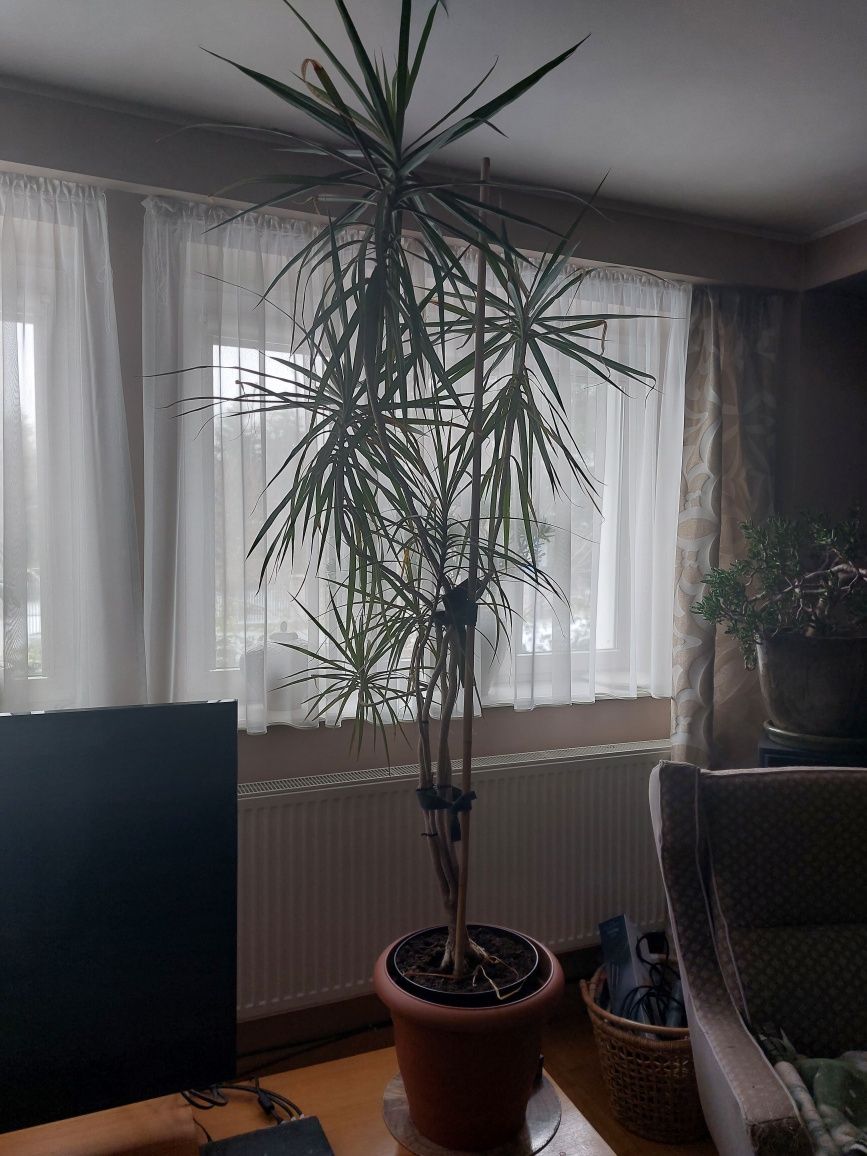 Dracena  wysoka 220 cm