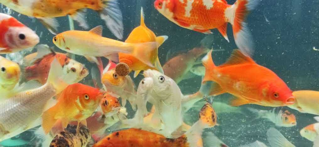 Złota Orfa - ryby do oczka wodnego - sklep stacjonarny