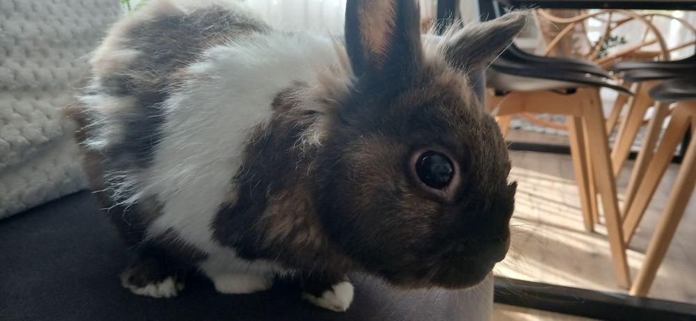 Oddam królika 8 letniego