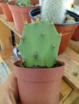 Cacto com picos amarelos
