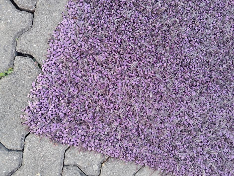 Carpete Sala  roxa 2,00 x 2,90