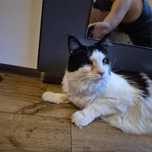 Piękny 3 letni kocur Maine coon
