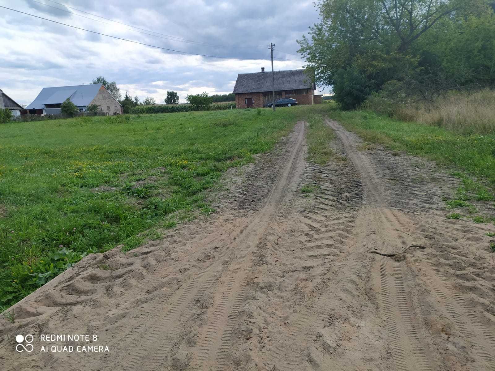 Korzenie po drzewach- za darmo