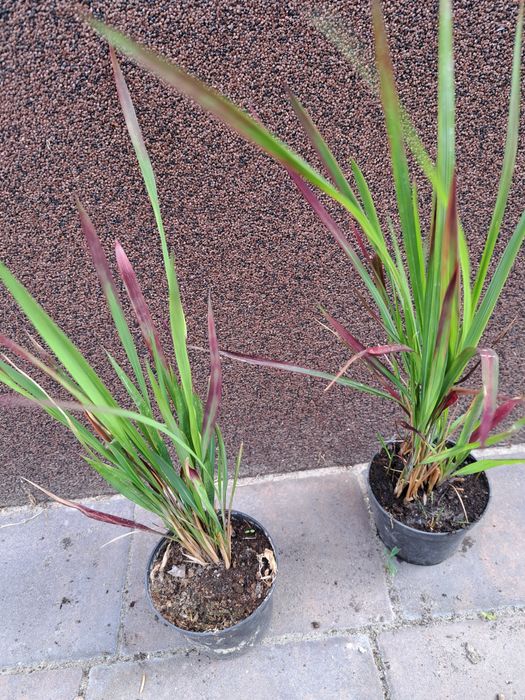 Sprzedam Sadzonki Traw