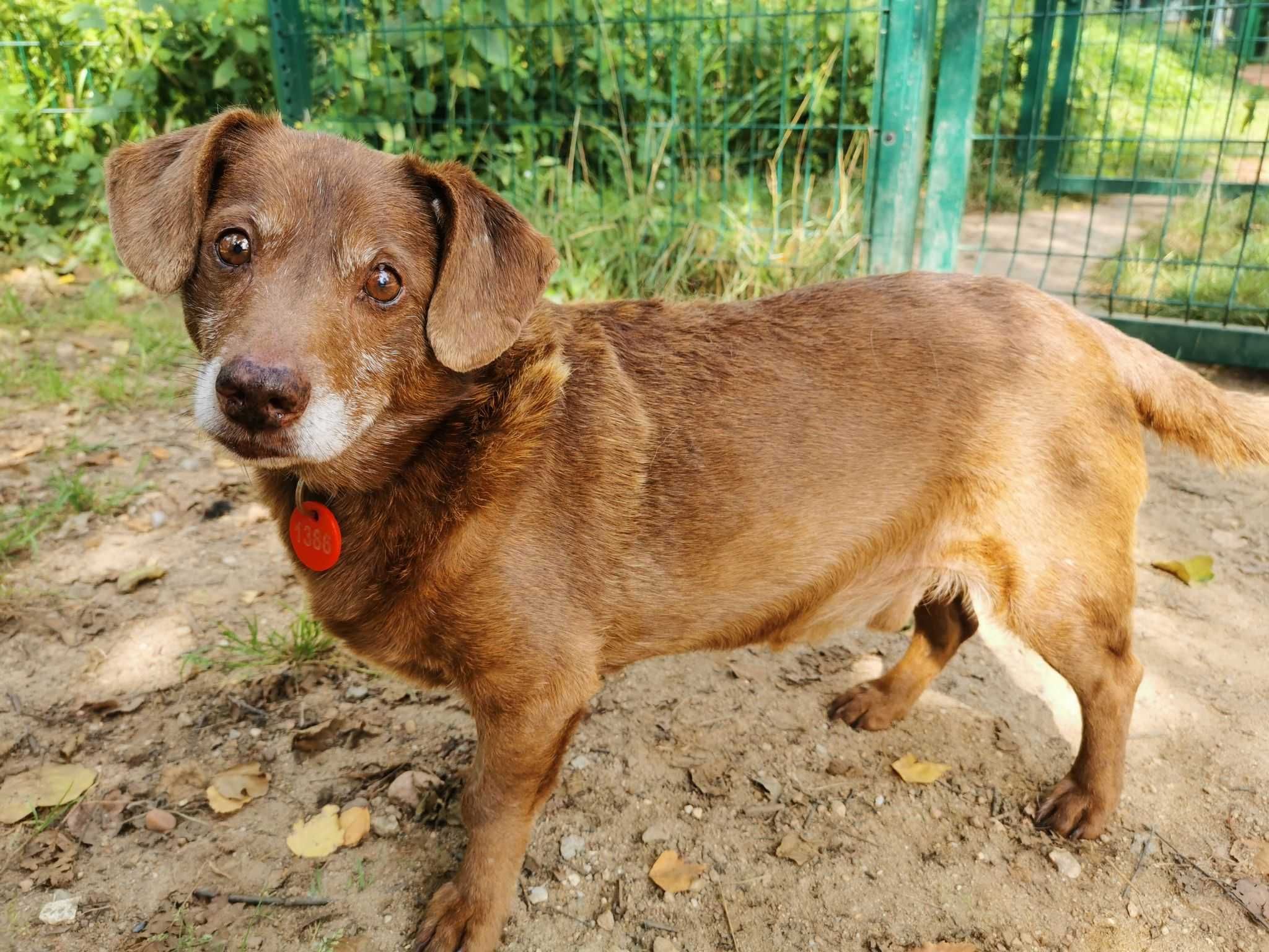 Otto piękny czekoladowy pies ze schroniska