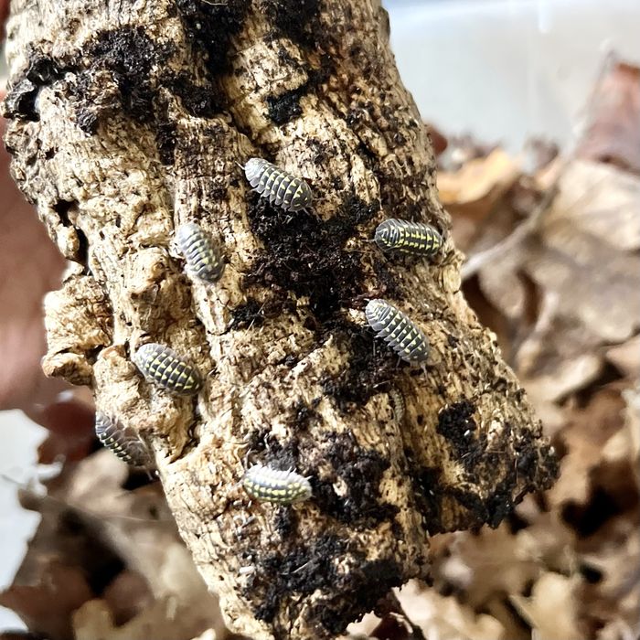 Isopody Armadillidium gestroi / Kulanki / 10szt.