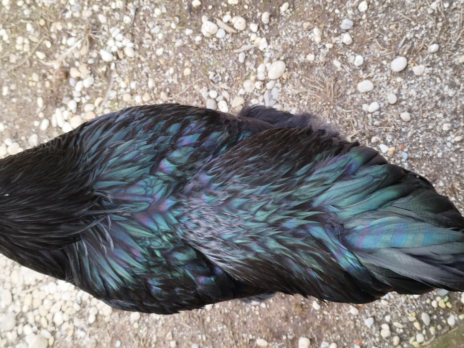 Casal Jersey gigante negro