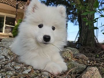 Samoyed*szczenię*UCI