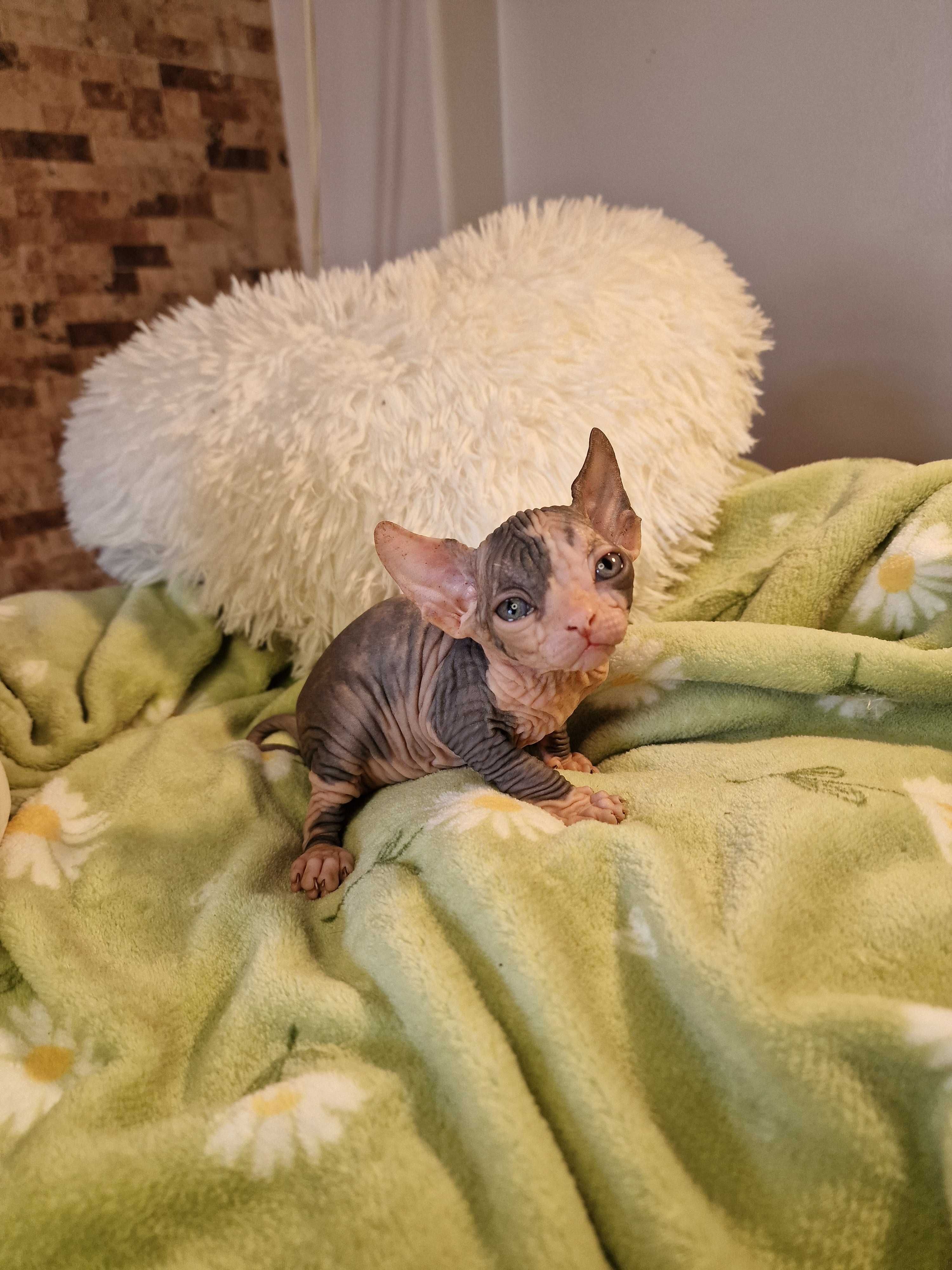 Gatinho Canadian Sphynx