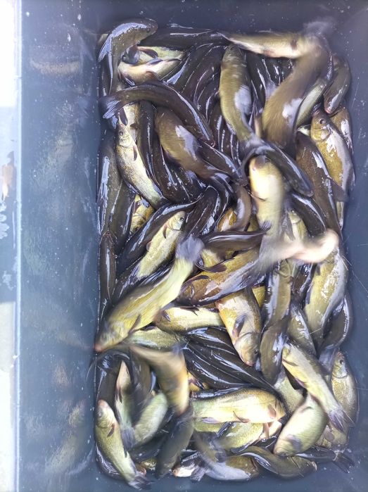 Lin kroczek  , amur karp Jesiotr węgorz