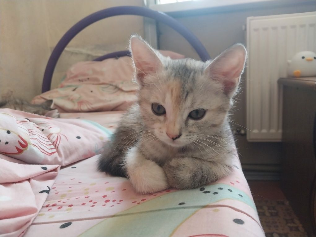 Котёнок девочка в хорошие руки