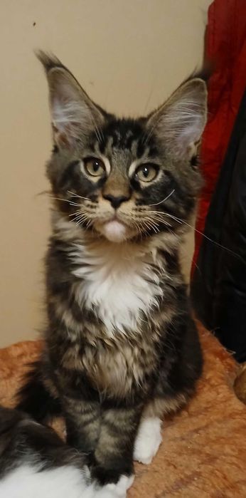 Czarny klasyk Maine Coon