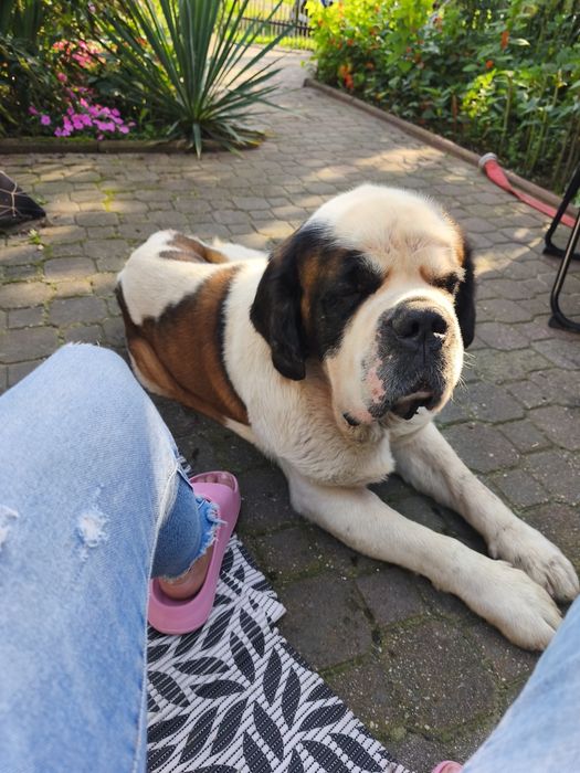 Bernardyn krótkowłosy