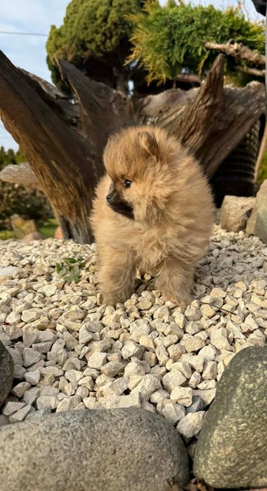 Szpic Miniaturowy Pomeranian z Rodowodem