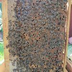 Бджолопакети КАРПАТСЬКОЇ породи бджіл 2024