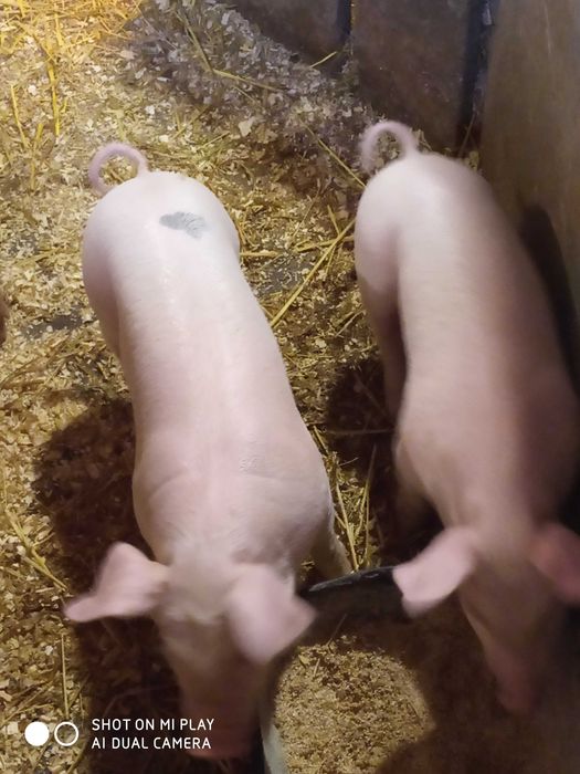 Свиньи поросята кнурики