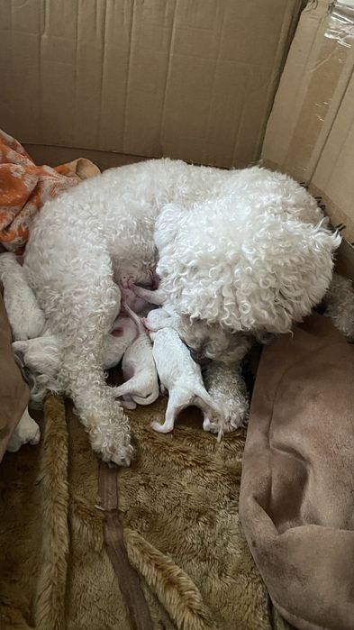 Бишон фризе,кобель для вязки.