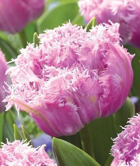 Tulipany pełne fryzowane Newcastle 200 cebulek za 230 zł