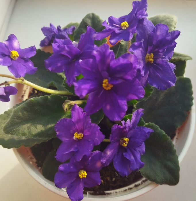 Сортові кімнатні фіалки (Сенполії)