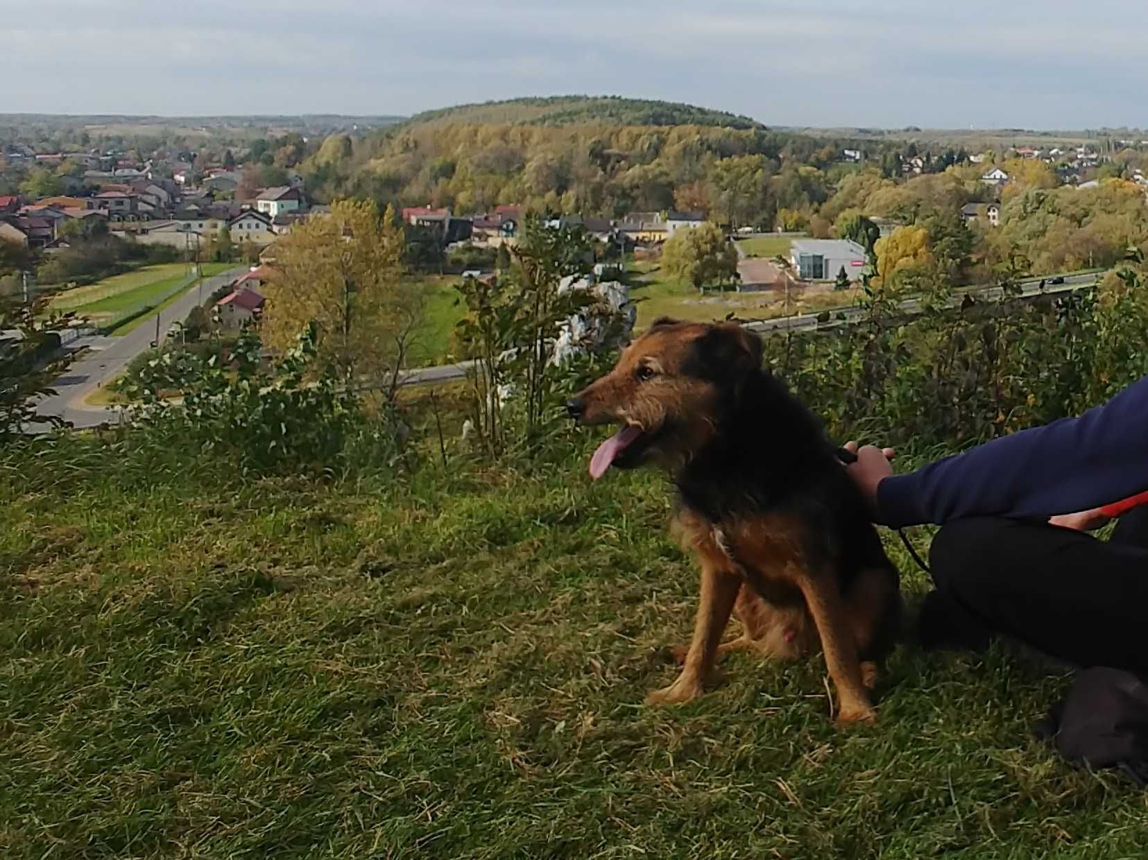 Błagamy PILNIE o DOM! Muniek wraca z adopcji