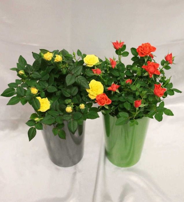 Роза комнатная. Саженцы роз