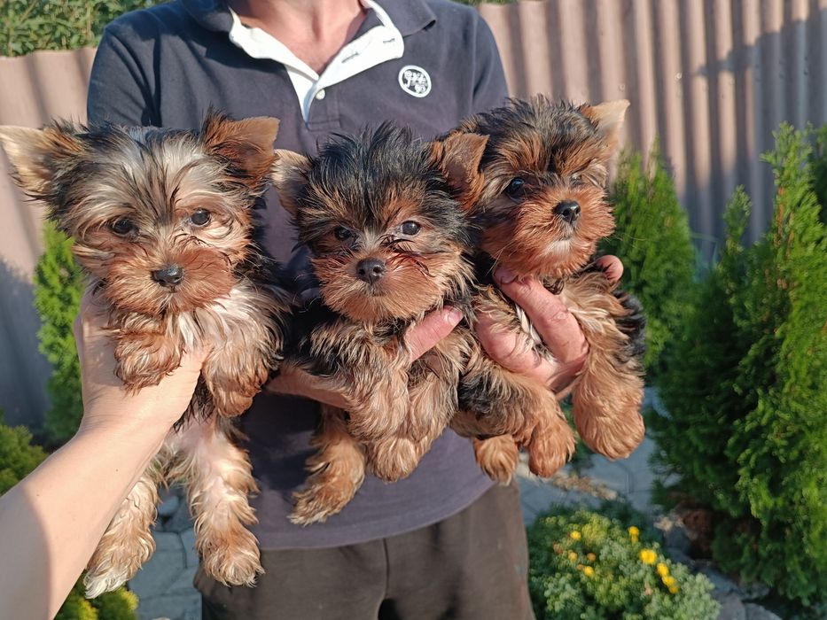 Привитые щенки Йорка