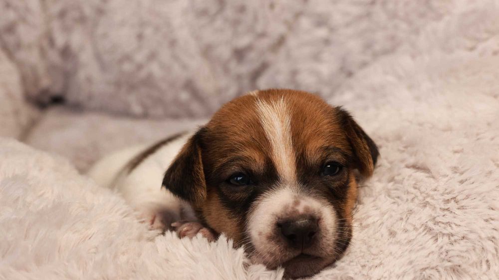 Jack Russell Terrier z hodowli "BREFIO"/badania genet./odbiór XII