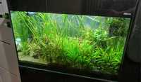 Akwarium aquael glossy 80, 125 litrów z szafka, filtrem,
