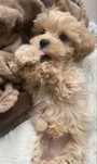 Maltipoo suczka z rodowodem,chip,wyprawka,umowa