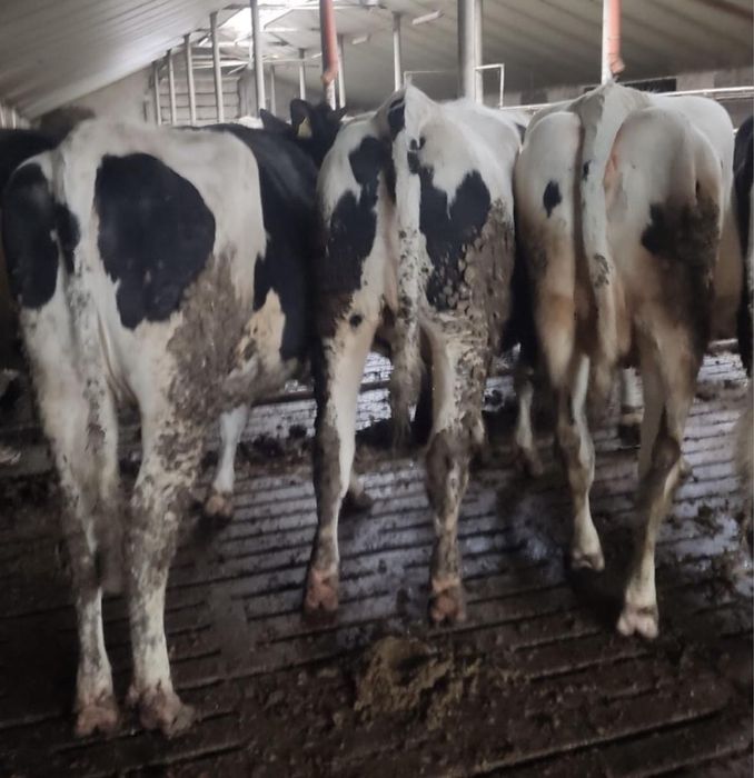 Sprzedam 35 jałówek wysokocielnych hodowlanych