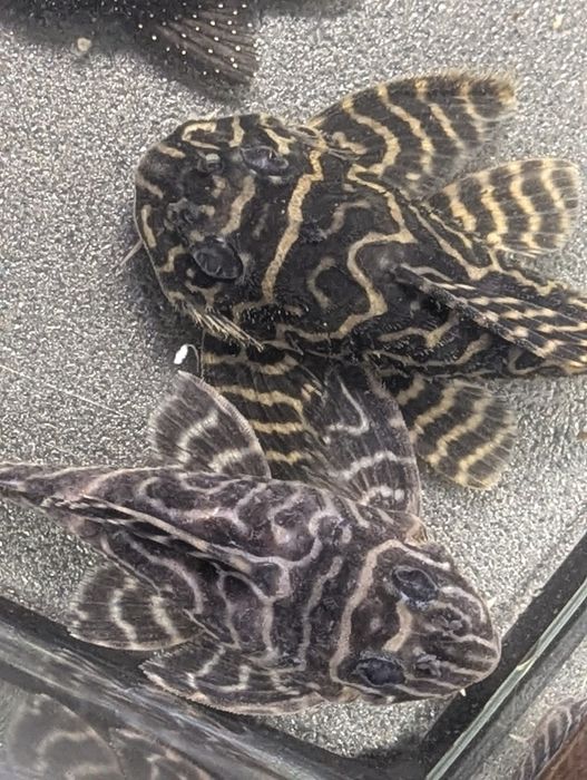 Zbrojniki różne odmiany