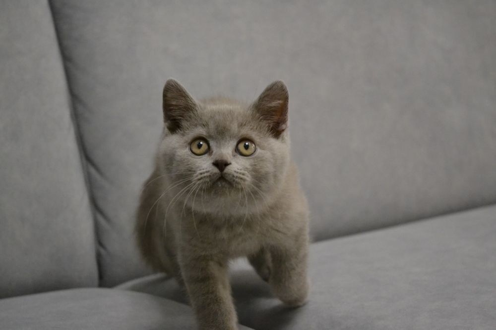 Liliowy kocurek brytyjski. Oryginalny rodowód Fpl.