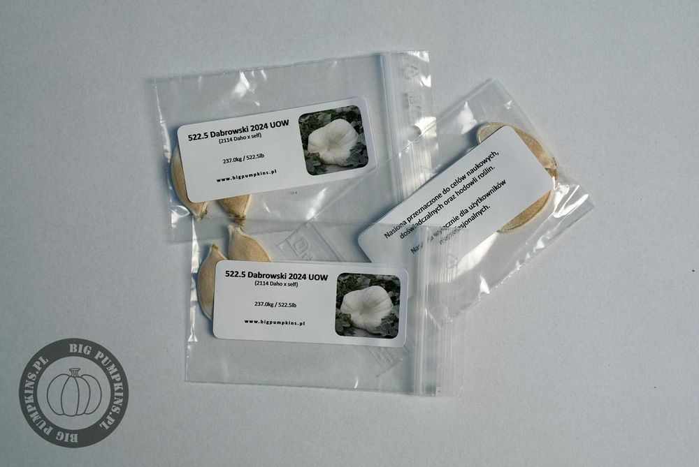 Dynia Olbrzymia 237,0kg - Nasiona, Zestaw