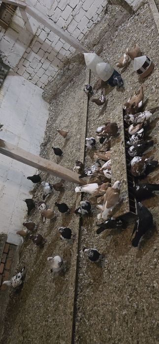 Mulemansy tygrysy/ zamienię za staropolskie