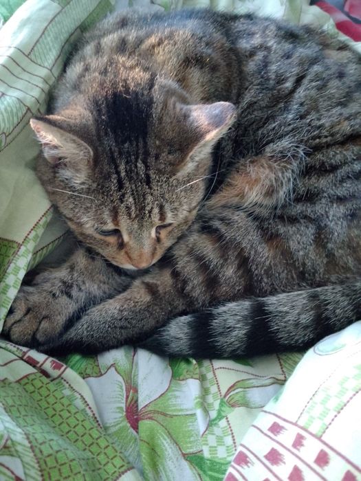 Приму в дар любой корм для котов.