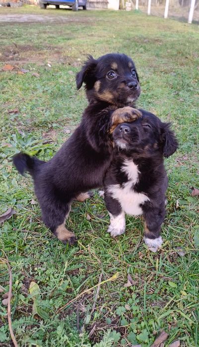 Czarne kuleczki szczeniaki.