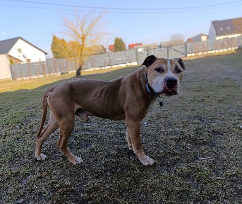 Oddam dużego psa może zamieszkać na podwórku