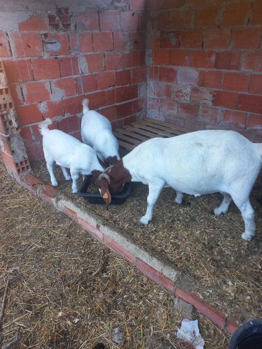 Cabrito boer pais a vista