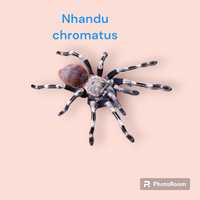 Паук Nhandu chromatus паук птицеед