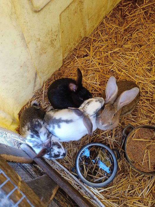 Króliki na sprzedaż