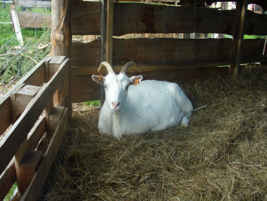 Kozie mleko,kefir,sery- bezstresowy udój ręczny