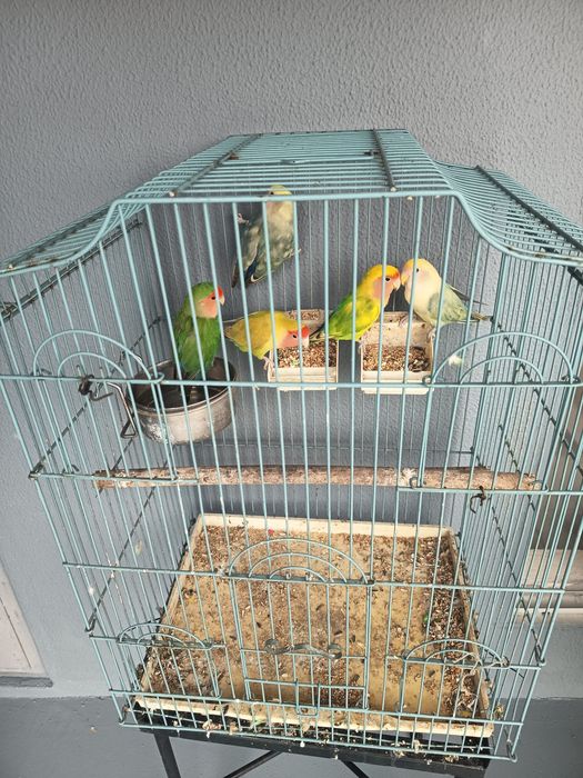 Vendo agapórnis de várias cores.